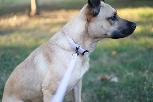 The Classic Collar