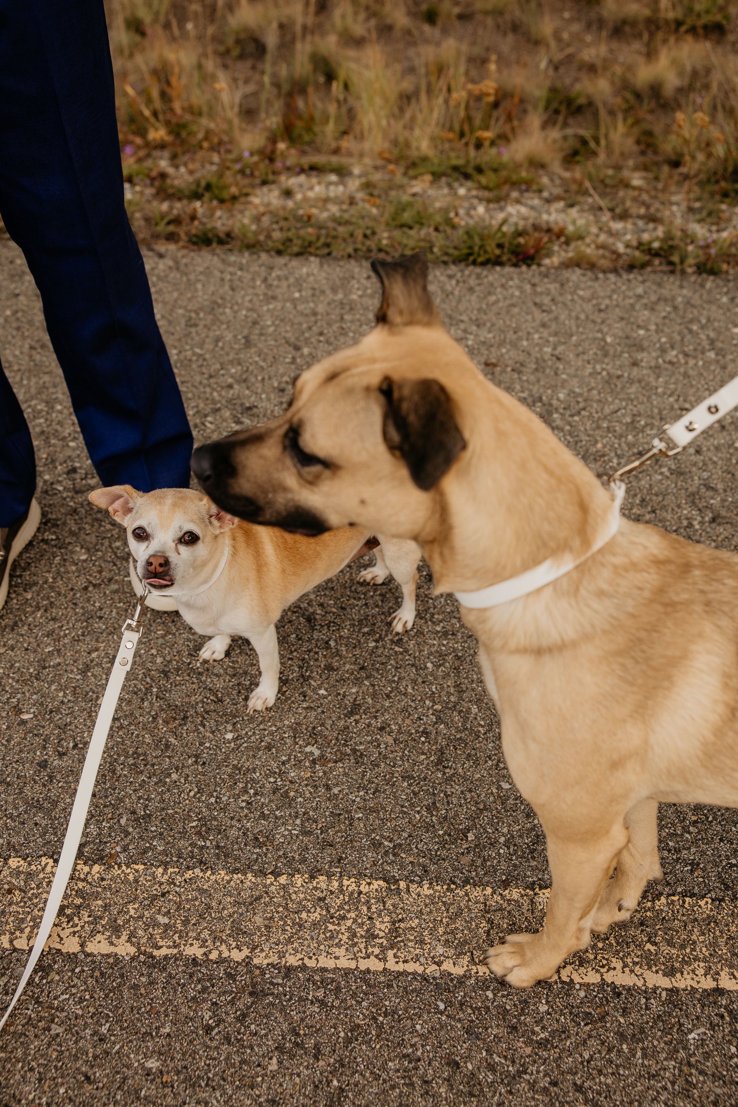 Arctic White Leashes