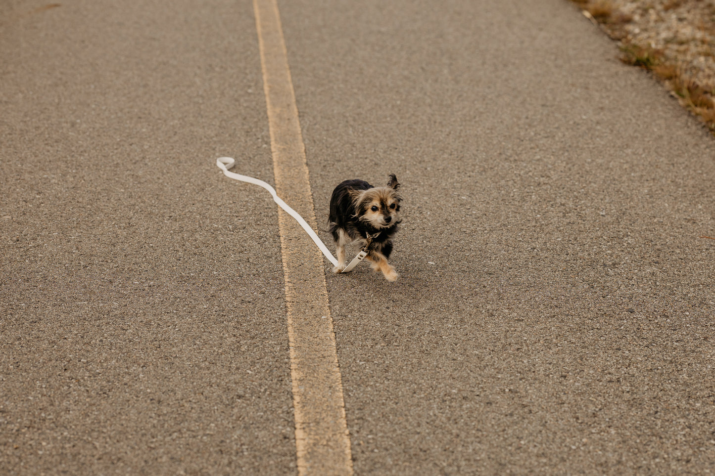 Arctic White Leashes