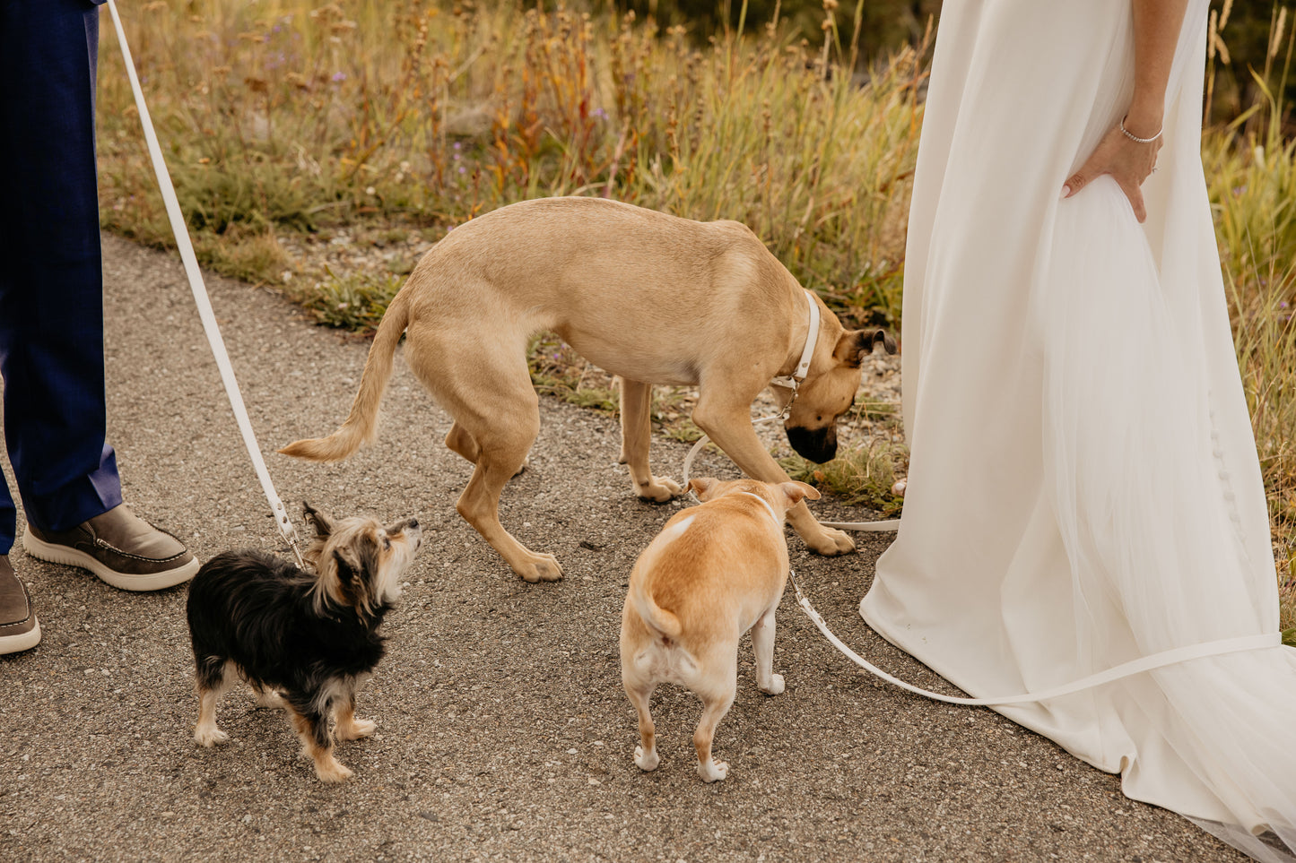 Arctic White Leashes