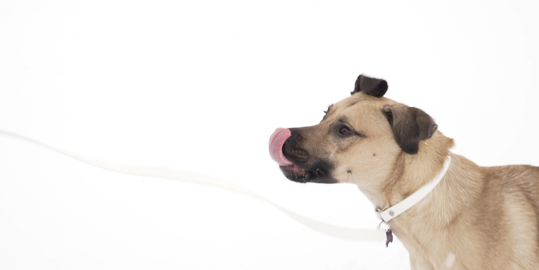 Load video: Daisy playing in the snow in our Arctic White Biothane Leash and Collar.